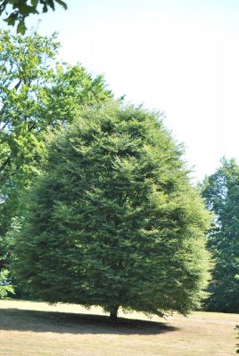 Fagus sylvatica 'Asplenifolia' - buk lesní - letní habitus (118)